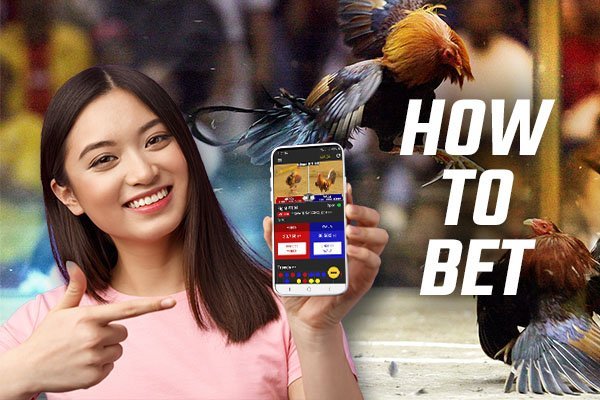 How to bet on SW418 for online sabong